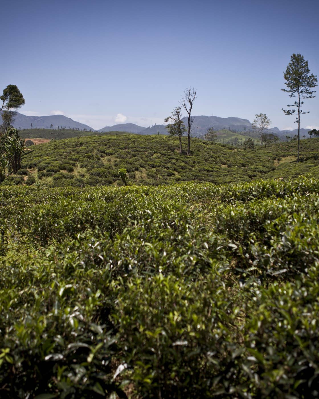 Rows of tea on a hillside estate in Nuwara Eliya, Sri Lanka.