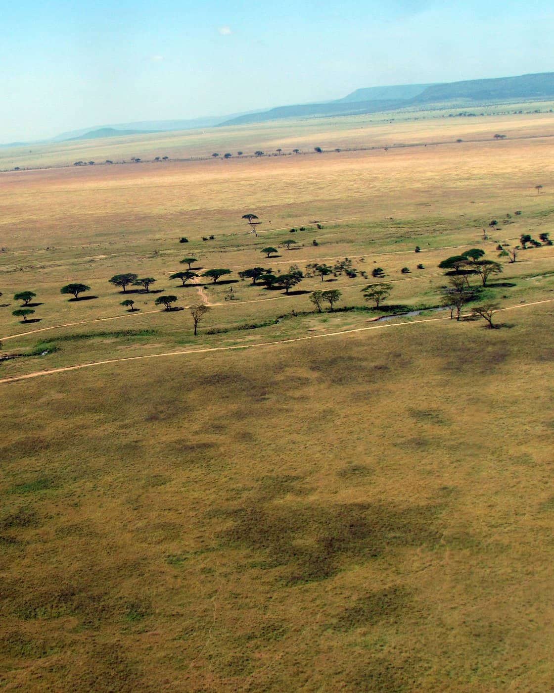 Savanna with scattered acacia seen from the air, Arusha Region, Tanzania.
